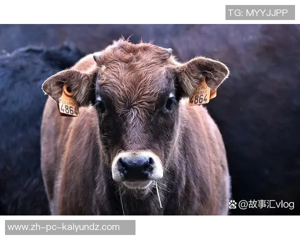 牛与野牛的对决探秘：它们的生活习性与生态角色的深度比较